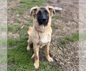 Mutt Dogs for adoption in Modesto, CA, USA