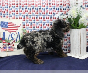 Poodle (Toy) Puppy for sale in CHANUTE, KS, USA