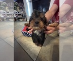 Small #6 Yorkshire Terrier