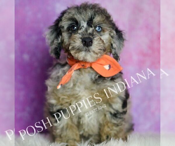 Medium Photo #85 Poodle (Miniature) Puppy For Sale in WARSAW, IN, USA