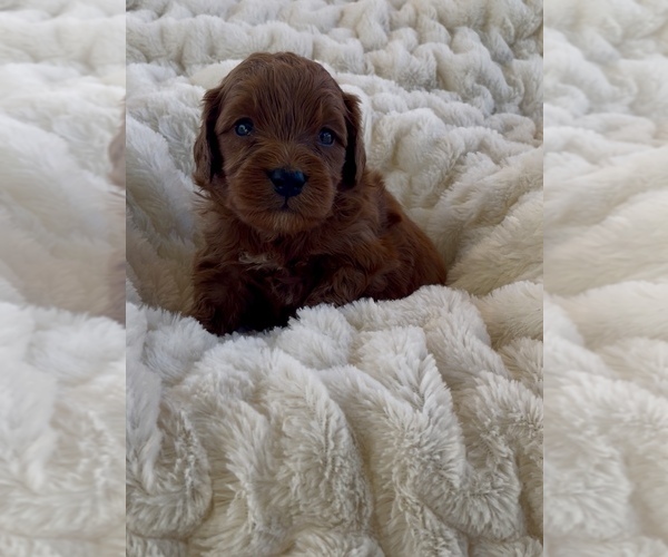 Medium Photo #1 Goldendoodle (Miniature) Puppy For Sale in RANDOLPH, WI, USA