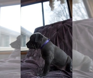 Medium American Pit Bull Terrier