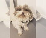 Small #1 Poodle (Miniature) Mix