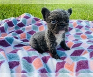 French Bulldog Puppy for sale in ORLANDO, FL, USA