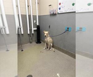 Medium Labrador Retriever Mix
