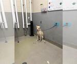 Small Labrador Retriever Mix