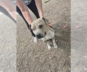 American Staffordshire Terrier-Unknown Mix Dogs for adoption in San Antonio, TX, USA