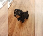 Casper - Male Tibetan Spaniel-Unknown Mix Dog for Adoption - Small photo