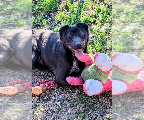 Medium Photo #2 Chinese Shar-Pei-Labrador Retriever Mix Puppy For Sale in Dana Point, CA, USA