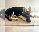 Small #3 German Shepherd Dog