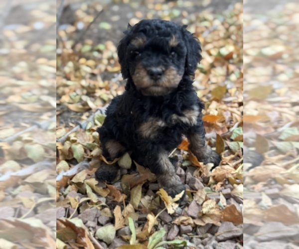 Medium Photo #4 Bernedoodle (Miniature) Puppy For Sale in LONGMONT, CO, USA