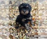Venice - Female Bernedoodle (Miniature) Puppy for Sale - Photo #4