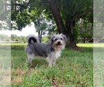 Small Mutt