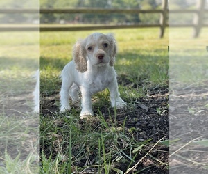 Cocker Spaniel Puppy for sale in CANOGA, NY, USA