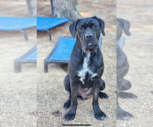 Medium Photo #5 Mastiff Puppy For Sale in Shreveport, LA, USA