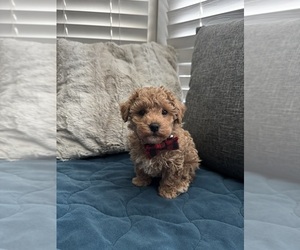 Maltipoo (Toy) Puppy for sale in DALLAS, TX, USA