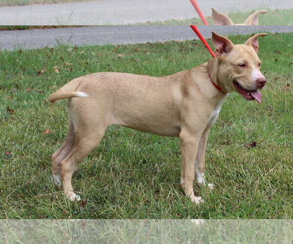 Medium Photo #2 Labrador Retriever-Unknown Mix Puppy For Sale in Prattville, AL, USA