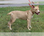 Small #1 Labrador Retriever Mix