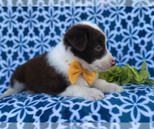 Medium Photo #12 Australian Shepherd Puppy For Sale in LAKELAND, FL, USA