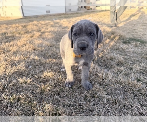 Medium Photo #6 Great Dane Puppy For Sale in OLATHE, CO, USA