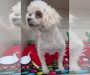 Lhasa-Poo Dogs for adoption in Conroe, TX, USA