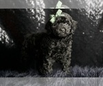 Small #2 Poodle (Miniature)