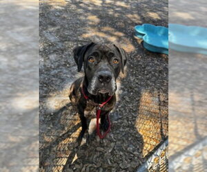 Mutt Dogs for adoption in St. Cloud, FL, USA