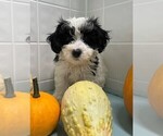 Small Photo #1 Maltipoo-Poodle (Toy) Mix Puppy For Sale in CLARE, IL, USA