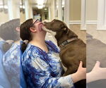 Small #24 American Pit Bull Terrier-Labrador Retriever Mix