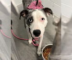 Small Catahoula Leopard Dog Mix