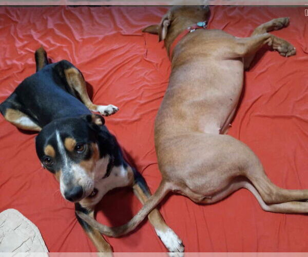 Medium Photo #4 Mutt Puppy For Sale in phoenix, AZ, USA