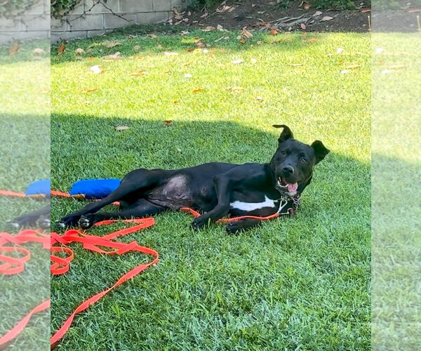 Medium Photo #14 Labrador Retriever-Unknown Mix Puppy For Sale in San Diego, CA, USA