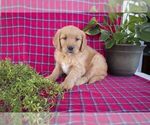 Small Photo #2 Golden Retriever Puppy For Sale in MILLERSBURG, OH, USA