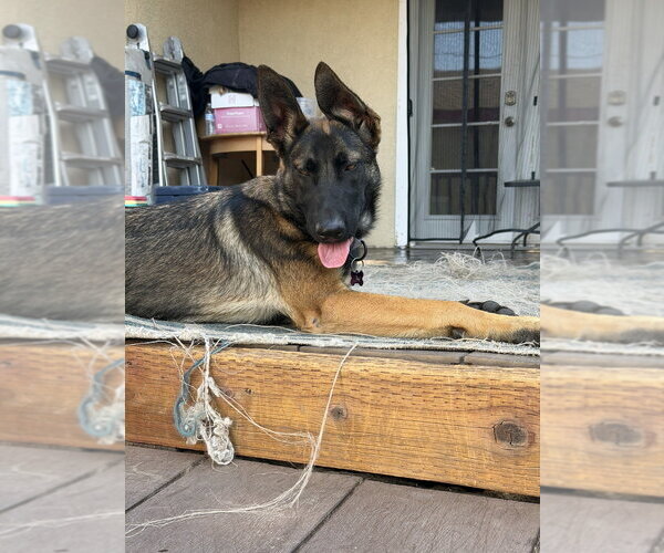 Medium Photo #2 German Shepherd Dog-Unknown Mix Puppy For Sale in Imlay City, MI, USA