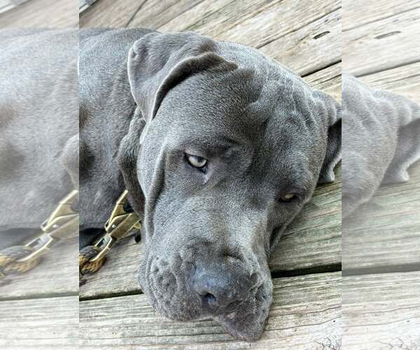 Medium Photo #3 Mutt Puppy For Sale in Belleville, MI, USA