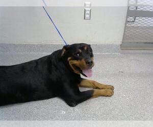 Rottweiler Dogs for adoption in Pasadena, TX, USA
