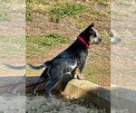 Small #11 Australian Cattle Dog