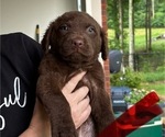 Small #4 Chesapeake Bay Retriever