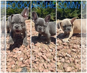 French Bulldog Puppy for sale in SAN DIEGO, CA, USA