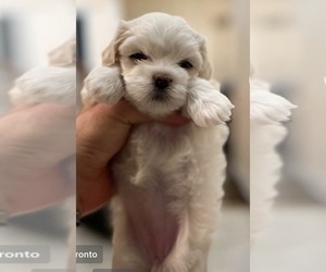 Maltese-Morkie Mix Puppy for sale in Richmond Hill, Ontario, Canada