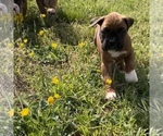 Small Photo #1 Boxer Puppy For Sale in CLAYTON, DE, USA
