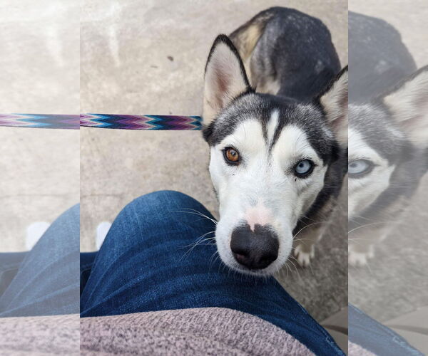 Medium Photo #5 Siberian Husky Puppy For Sale in Germantown, OH, USA