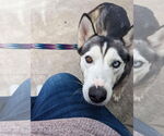 Small #4 Siberian Husky