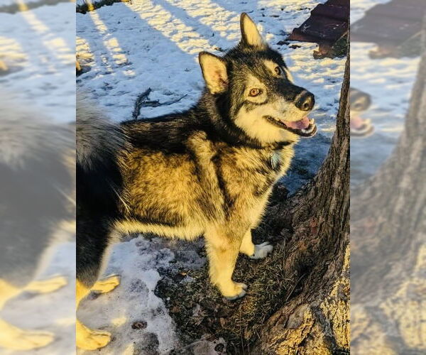 Medium Photo #5 Siberian Husky Puppy For Sale in Princeton, MN, USA