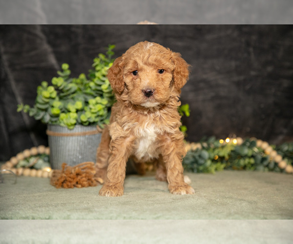 Medium Photo #18 Poodle (Miniature) Puppy For Sale in WOLCOTTVILLE, IN, USA