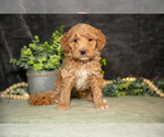 Small Photo #18 Poodle (Miniature) Puppy For Sale in WOLCOTTVILLE, IN, USA