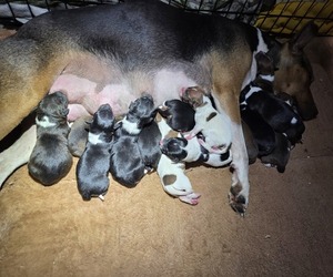 Rat Terrier Litter for sale in PETERSBURG, PA, USA