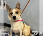 Small #1 Jack Russell Terrier Mix