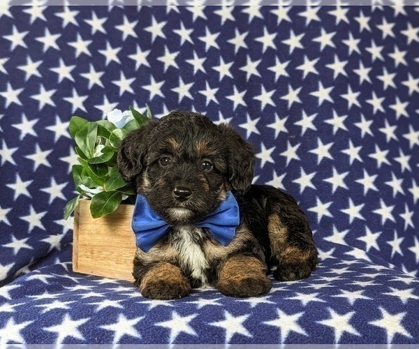 Medium Photo #5 Poocan Puppy For Sale in NEW HOLLAND, PA, USA
