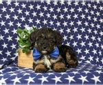 Small Photo #5 Poocan Puppy For Sale in NEW HOLLAND, PA, USA